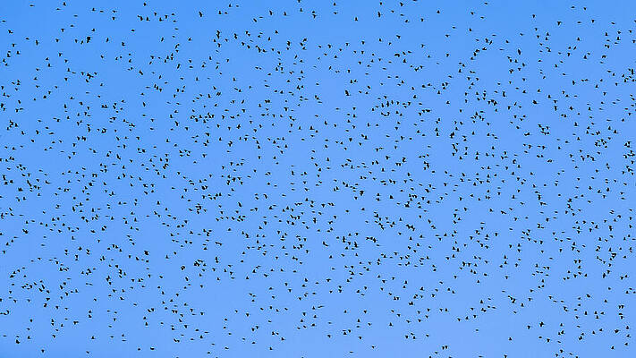 Sky Wall Art featuring the photograph Flock 1,747 by David Fountain