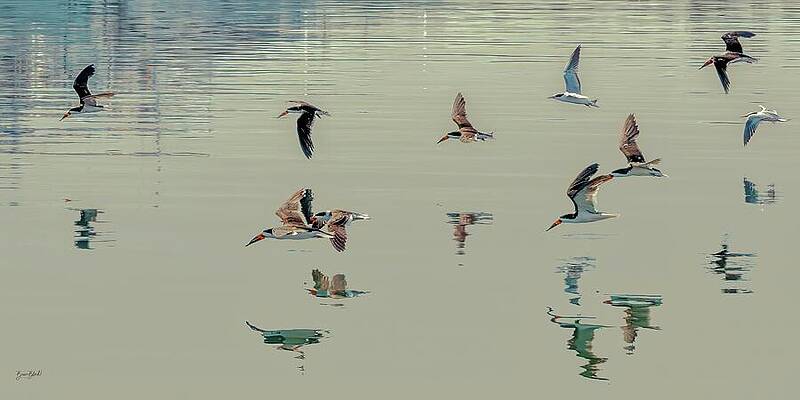 Flock of Birds Over Water Photograph