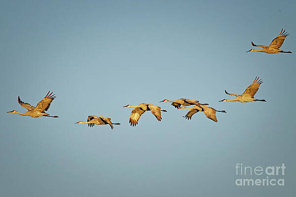 Flock of Sandhill Cranes in Flight Photograph