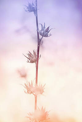 Serene Wall Art featuring the photograph Flora 63D by Sally Fuller