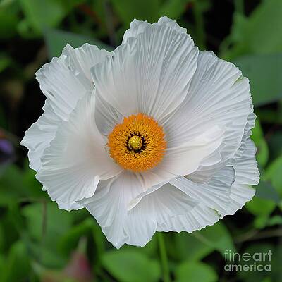 Yellow Digital Art - Floral Abstract 20 by William Gunn