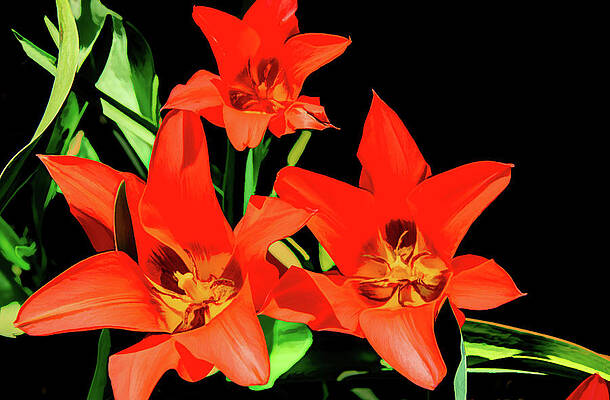 Spring Photograph - Floral Fantasy In Red by Marcy Wielfaert