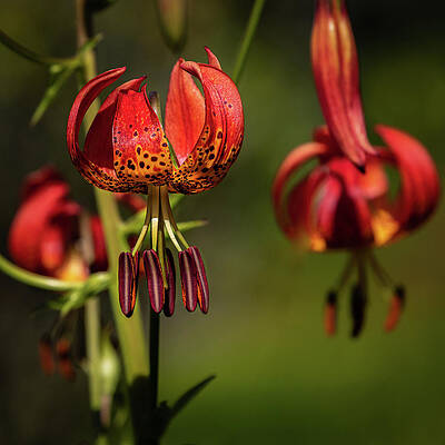 Flower Photograph - Floral Fireworks by Tim Lyden