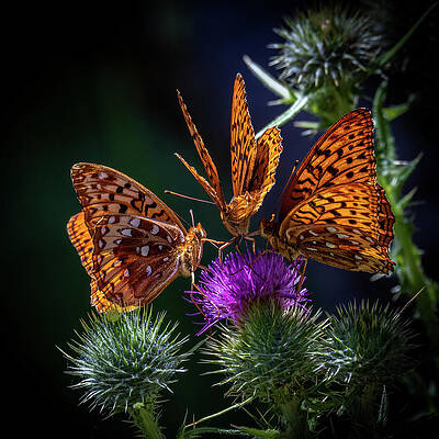 Flower Photograph - Floral Menage A Trois by Tim Lyden
