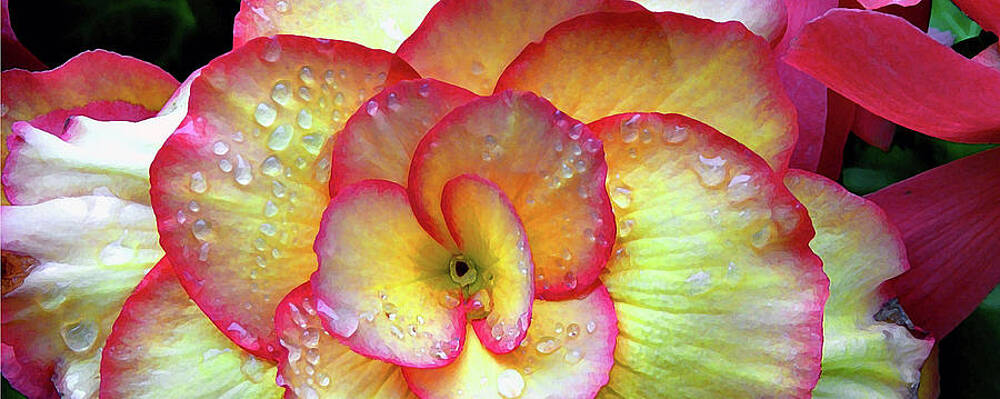Flower Photograph - Floral Panorama by Randall Dill