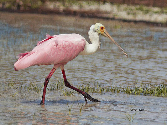 Florida Wall Art featuring the digital art Florida Roseate Spoonbill by Antonios Valamontes