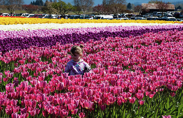 Spring Photograph - Flower Among The Tulips by Tom Cochran