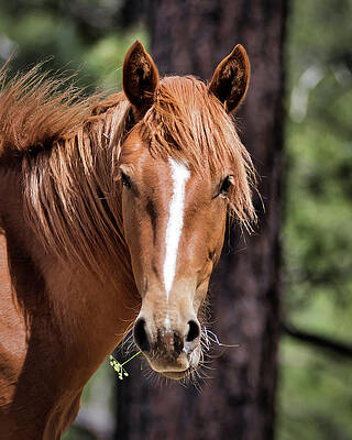 Nature Photograph - Flower Cigar by American Landscapes