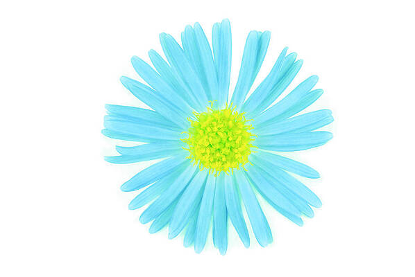 Summer Wall Art featuring the photograph Flower Daisy Blue Isolated On White by Severija Kirilovaite