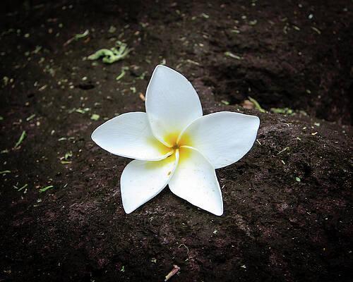Rock Wall Art featuring the photograph Flower On Lava Rock by Craig A Walker
