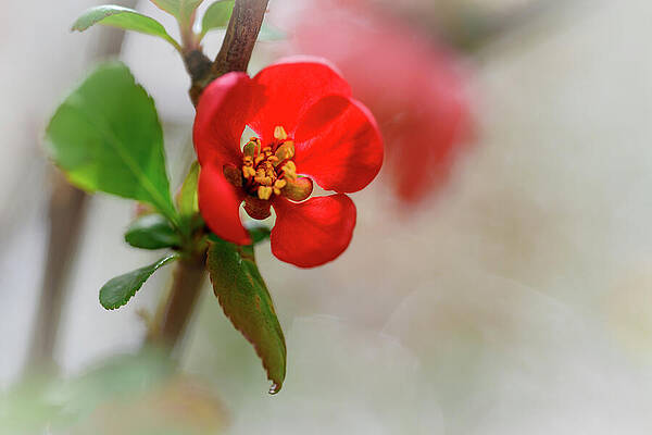 Vibrant Photograph - Flowering Quince by Ursula Abresch