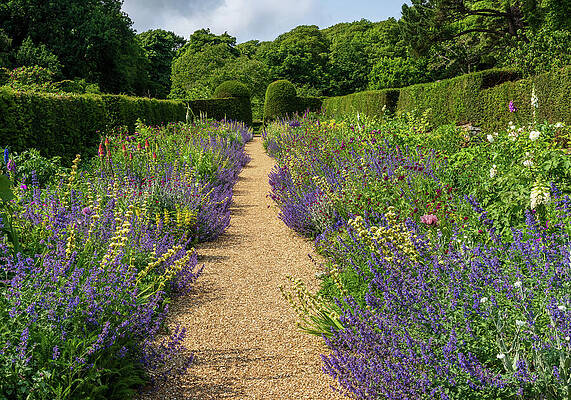Pathway Through a Vibrant Garden Photograph