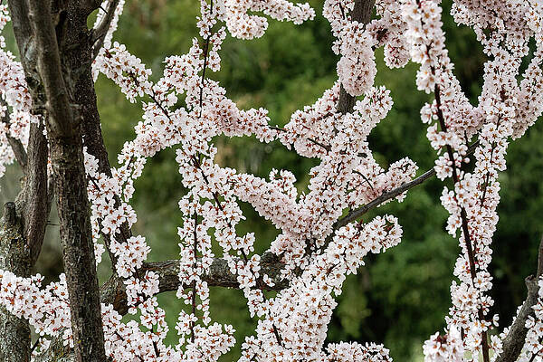 Tree Wall Art featuring the photograph Flowering Cherry Tree - 2 by Diane Moller