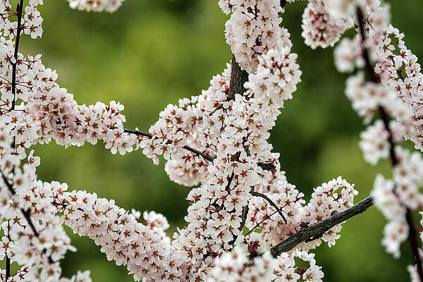 Tree Wall Art featuring the photograph Flowering Cherry Tree - 3 by Diane Moller