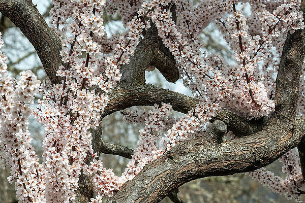 Tree Wall Art featuring the photograph Flowering Cherry Tree by Diane Moller