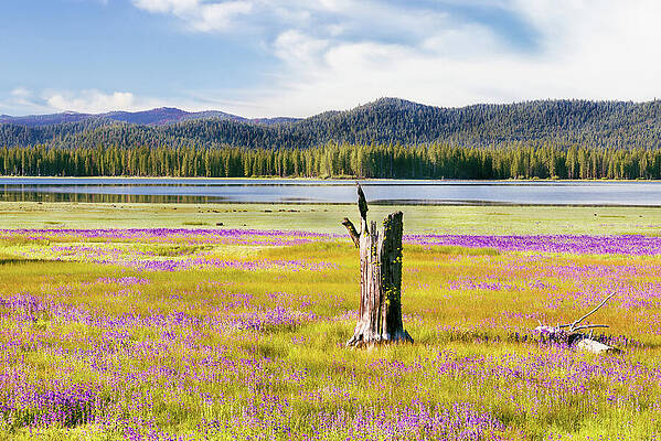 Rustic Wall Art featuring the photograph Lupines And Weathered Stump - Hog Flat - Lassen County California by Mike Lee