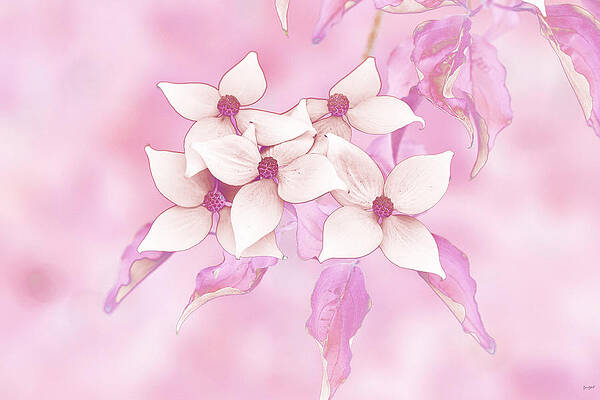 Wall Art featuring the photograph Flowers On Dogwood Tree by Bruce Block