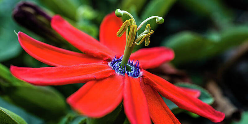 California Wall Art featuring the photograph Flowers Santa Cruz California by Tommy Farnsworth