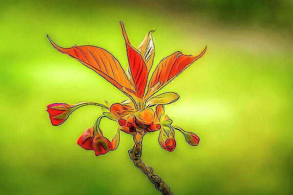 Wall Art featuring the photograph Flowers Will Bloom by Penny Polakoff