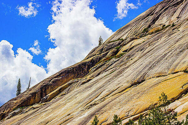 Tree Photograph - Flowing Slope by David Fountain