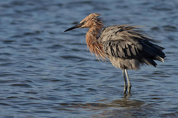Florida Photograph - Fluff N Stuff by RD Allen