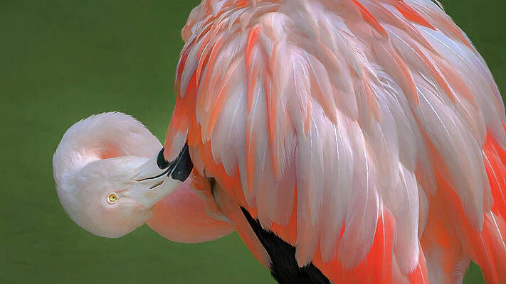 Fluffing My Feathers Print