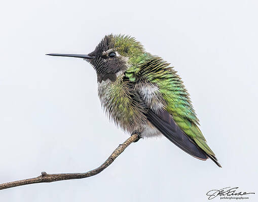 Fluffy Hummingbird Perched Wall Art