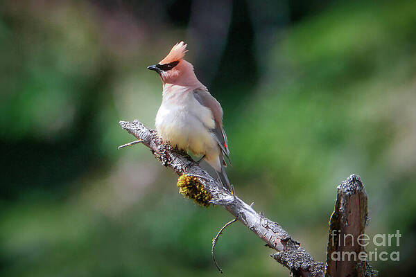 Wildlife Photograph - Flustered by Thomas Nay