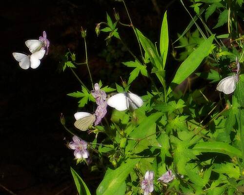 Colorado Wall Art featuring the photograph Fluttering Butterflies by Amanda R Wright