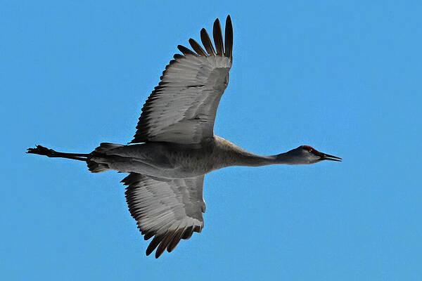 Wall Art featuring the photograph Fly Over by Harry Banks
