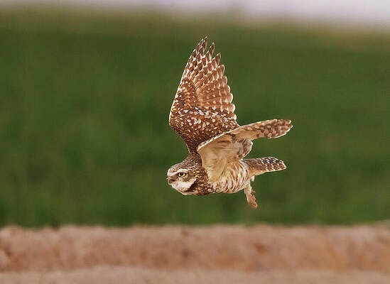 Wall Art featuring the photograph Flying Burrowing Owl by Jean Noren