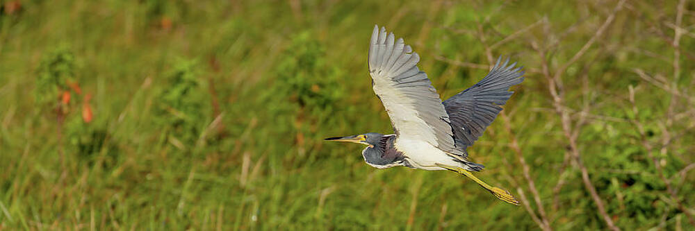 Feather Photograph - Flying By by RD Allen