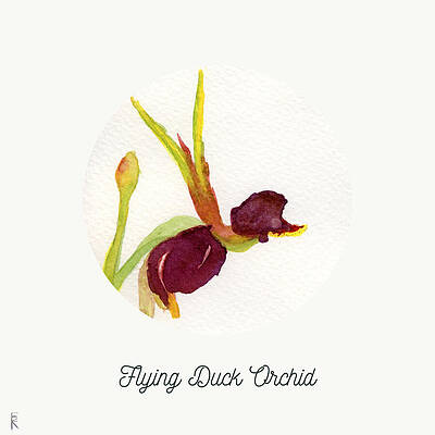 Colorful Painting - Flying Duck Orchid, Caleana Major Plant by Elizabeth Reich