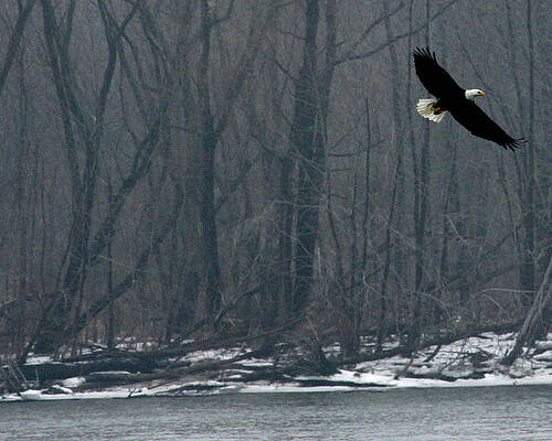 Photograph - Flying Eagle by Robert Allen Hill