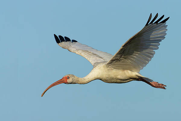 Feather Photograph - Flying Ibis 3 by RD Allen