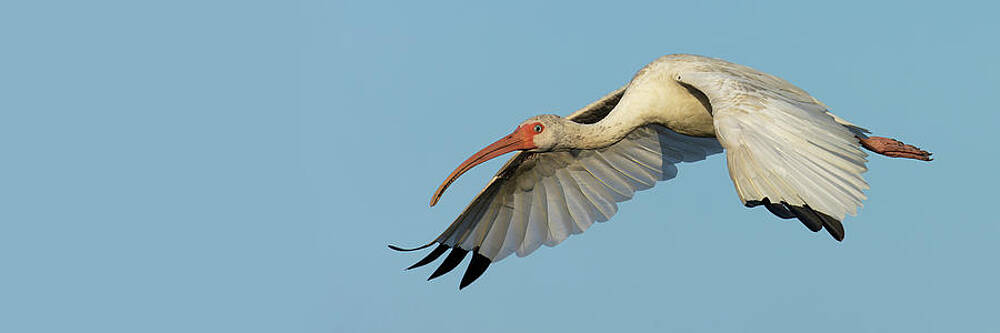 Feather Photograph - Flying Ibis V2 by RD Allen