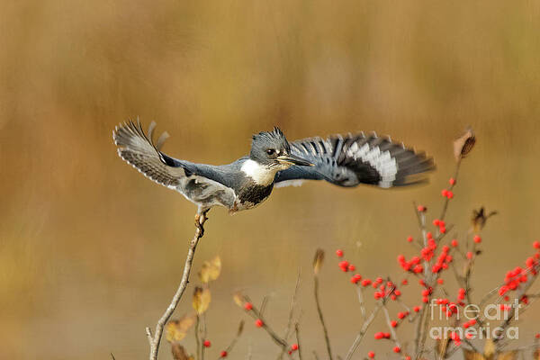Wisconsin Photograph - Flying Kingfisher At Crex by Natural Focal Point Photography
