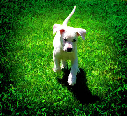 Dog Wall Art featuring the digital art Joyful White Lab Puppy In The Grass - Canvas Print by Waterdancer