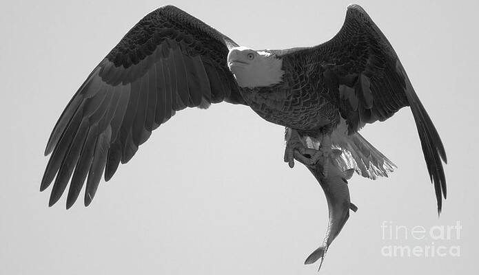 Wall Art featuring the photograph Flying Off WIth A Fresh Fish Black And White by Adam Jewell