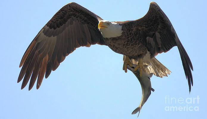 Wall Art featuring the photograph Flying Off With Fresh Fish by Adam Jewell