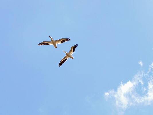 Wildlife Wall Art featuring the photograph Flying Pelicans by Amanda R Wright