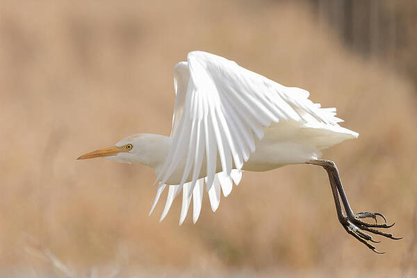 Florida Photograph - Flying by RD Allen