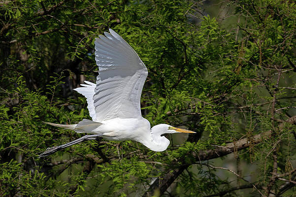 Wall Art featuring the photograph Flying Through The Rookery by Gina Fitzhugh