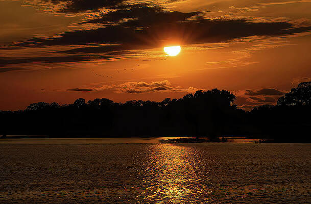 Wall Art featuring the photograph Flying To The Sun by Gina Fitzhugh