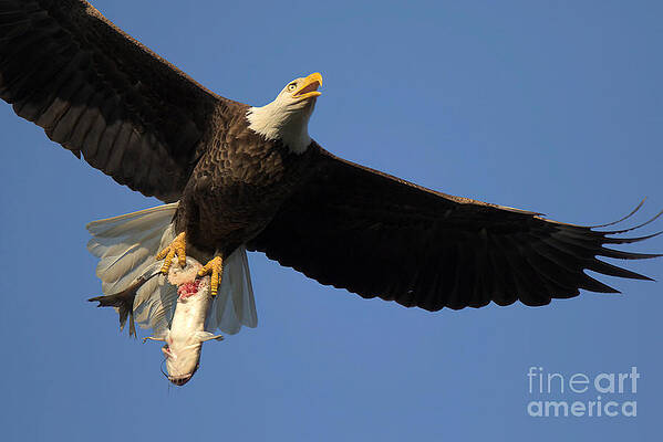 Wall Art featuring the photograph Flying With A Bloody Fresh Catfish by Adam Jewell