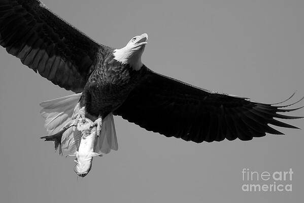 Wall Art featuring the photograph Flying With A Bloody Fresh Catfish Black And White by Adam Jewell