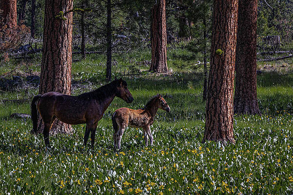 Mountain Wall Art featuring the photograph Foal In The Flowers by Tim Lyden