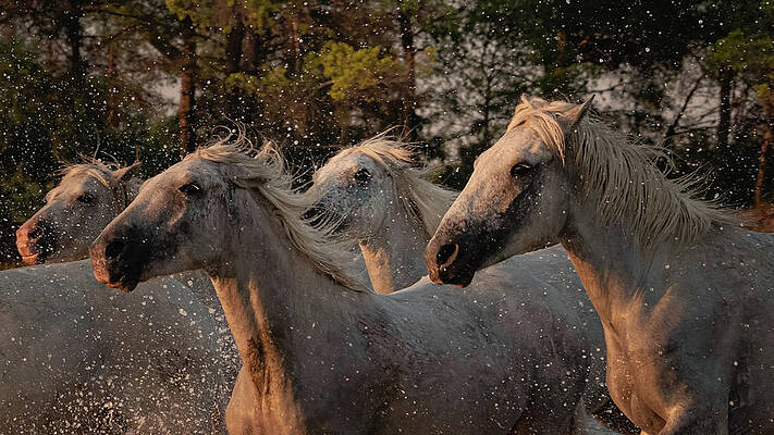 Dramatic Wall Art featuring the photograph Focus And Determination by Charnwood Photography Fine Art
