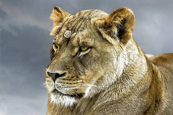 Colorado Photograph - Focus by Jon Snyder