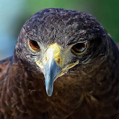 Sky Wall Art featuring the photograph Focused - Harris Hawk by KJ Swan